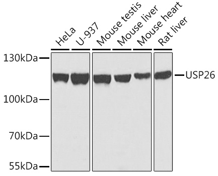 USP26 Polyclonal Antibody