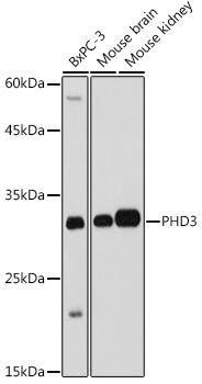 PHD3 Polyclonal Antibody
