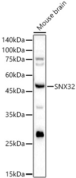 SNX32 Polyclonal Antibody