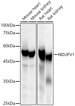 NDUFV1 Polyclonal Antibody