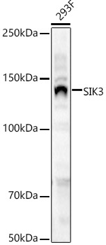 SIK3 Polyclonal Antibody