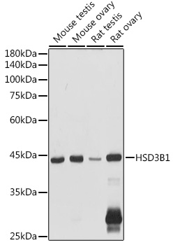 HSD3B1 Polyclonal Antibody