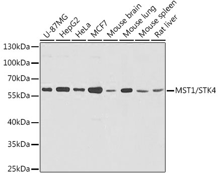 MST1/STK4 Polyclonal Antibody