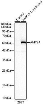 AMY2A Polyclonal Antibody