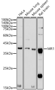 MR1 Polyclonal Antibody