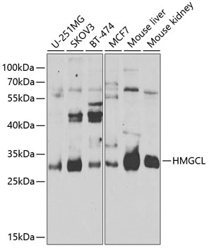 HMGCL Polyclonal Antibody