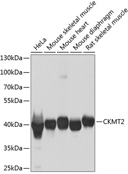 CKMT2 Polyclonal Antibody