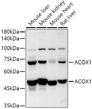 ACOX1 Polyclonal Antibody&nbsp;<img src="images/icon_newarrival.gif" alt="new" border="0">
