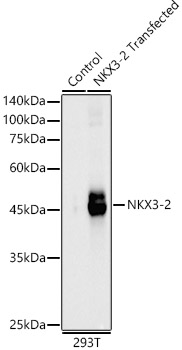 NKX3-2 Polyclonal Antibody