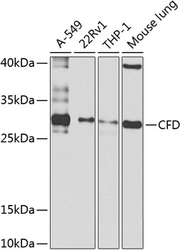 CFD Polyclonal Antibody