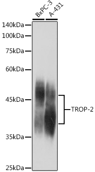 TROP-2 Polyclonal Antibody