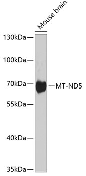 MT-ND5 Polyclonal Antibody