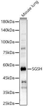 SGSH Polyclonal Antibody