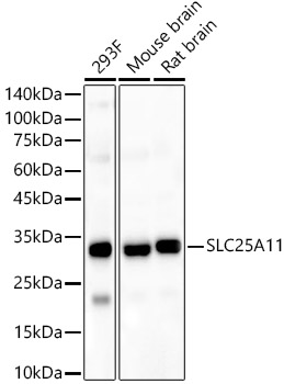 SLC25A11 Polyclonal Antibody