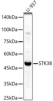 STK38 Polyclonal Antibody