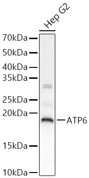 ATP6 Polyclonal Antibody