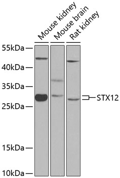 STX12 Polyclonal Antibody