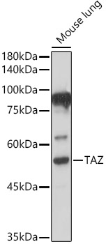 TAZ Polyclonal Antibody