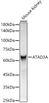 ATAD3A Polyclonal Antibody