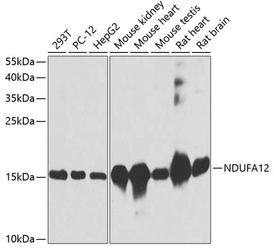 NDUFA12 Polyclonal Antibody
