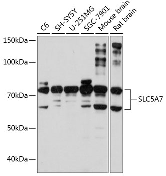 SLC5A7 Polyclonal Antibody