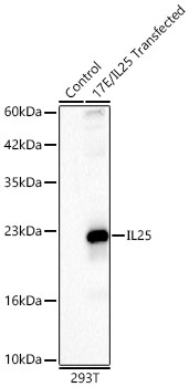 IL25 Polyclonal Antibody