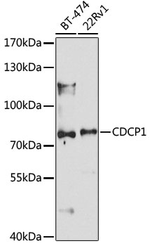 CDCP1 Polyclonal Antibody