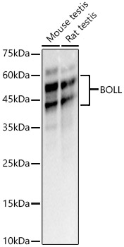 BOLL Polyclonal Antibody
