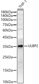 ULBP2 Polyclonal Antibody