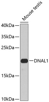 DNAL1 Polyclonal Antibody