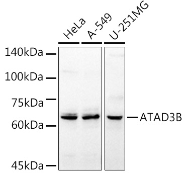 ATAD3B Polyclonal Antibody