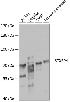 STXBP4 Polyclonal Antibody