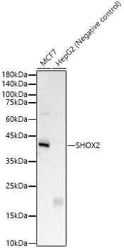 SHOX2 Polyclonal Antibody