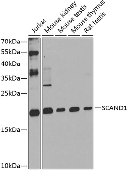 SCAND1 Polyclonal Antibody
