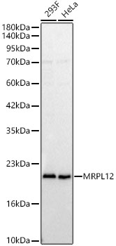MRPL12 Polyclonal Antibody