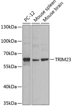 TRIM23 Polyclonal Antibody