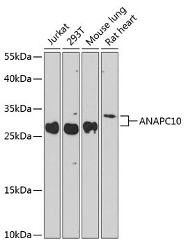 ANAPC10 Polyclonal Antibody