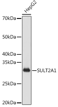 SULT2A1 Monoclonal Antibody [4A3H6]