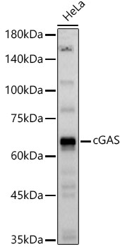 cGAS Polyclonal Antibody