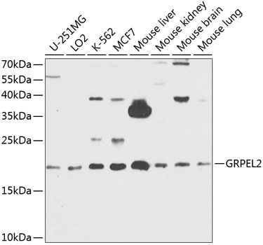 GRPEL2 Polyclonal Antibody