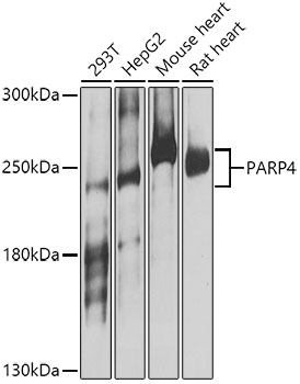 PARP4 Polyclonal Antibody