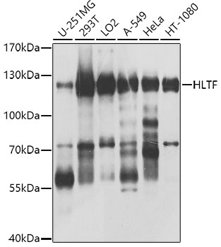 HLTF Polyclonal Antibody