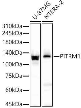 PITRM1 Polyclonal Antibody