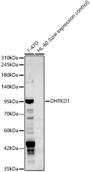 DHTKD1 Polyclonal Antibody