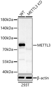METTL3 Polyclonal Antibody&nbsp;<img src="images/icon_newarrival.gif" alt="new" border="0">