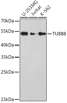 TUBB8 Polyclonal Antibody