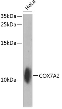 COX7A2 Polyclonal Antibody