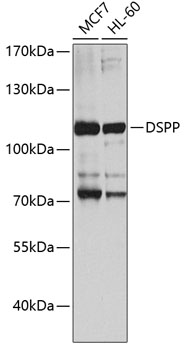 DSPP Polyclonal Antibody