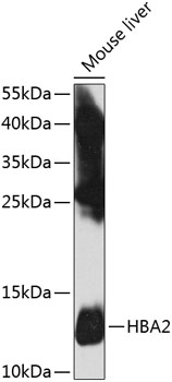 HBA2 Polyclonal Antibody