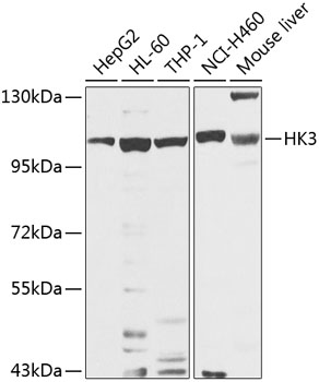 HK3 Polyclonal Antibody